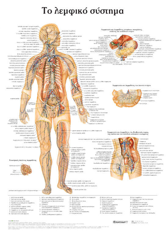 anatomikos-xarths-to-lemfiko-systhma